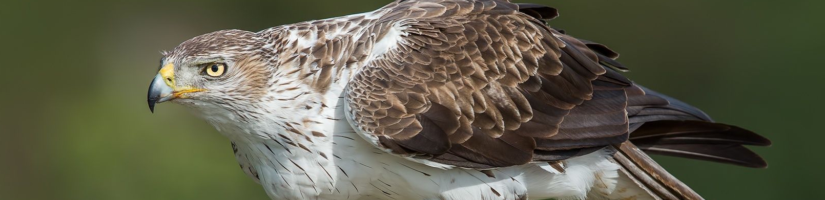 Criação de Aves de Rapina