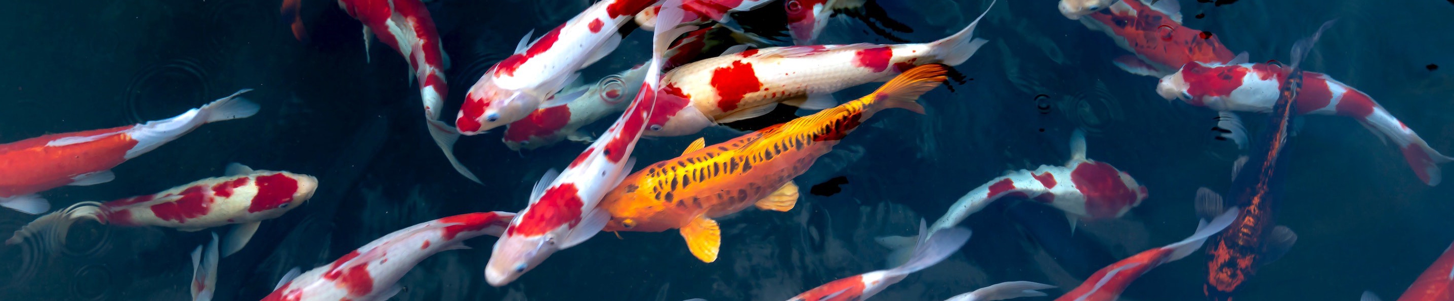 Cultura de Peixes Koi